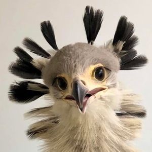 Meet your Posher, Alexandra